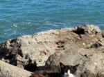 海岸で暮らす猫たち