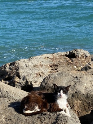 海岸で暮らす猫たち